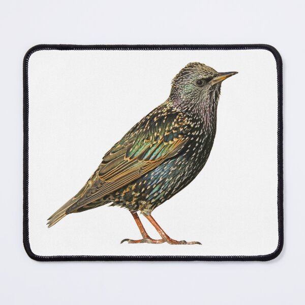 Item preview, European Starling designed and sold by kyra0nicole.