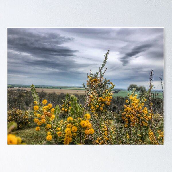 Item preview, Wattle over Klunders Hill designed and sold by Alanajking.