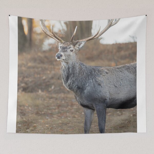 Item preview, Midnight Aurigny Air Services dForest Wanderer  designed and sold by Blosslandscape.
