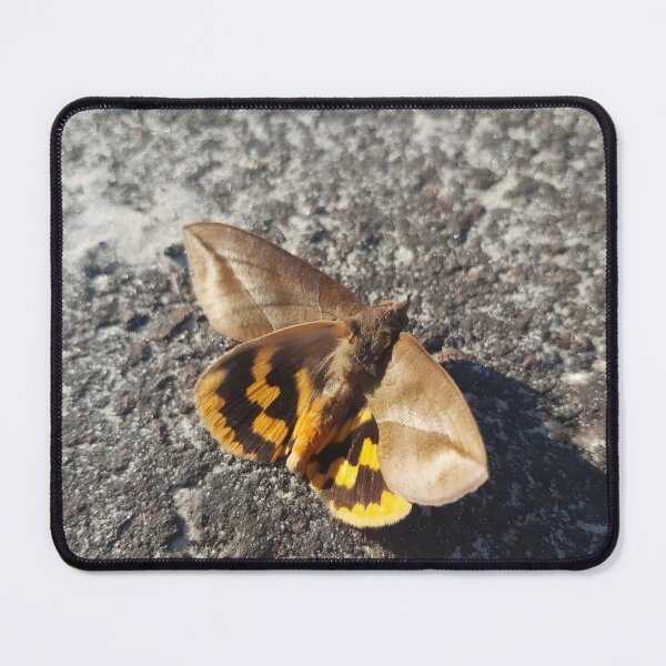 Item preview, butterfly on the ground designed and sold by Divina Art.