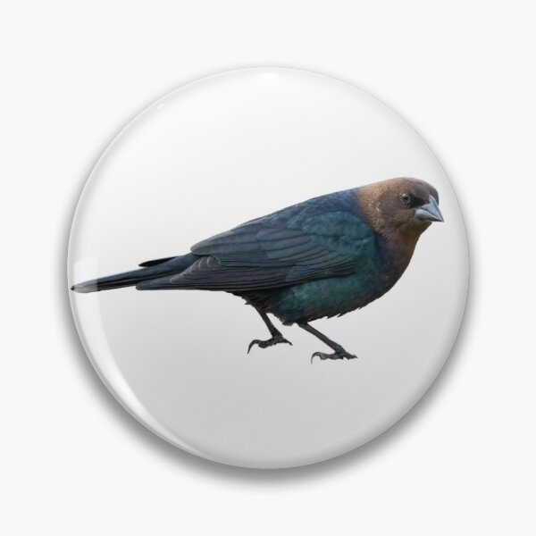 Item preview, Brown-Headed Cowbird designed and sold by kyra0nicole.