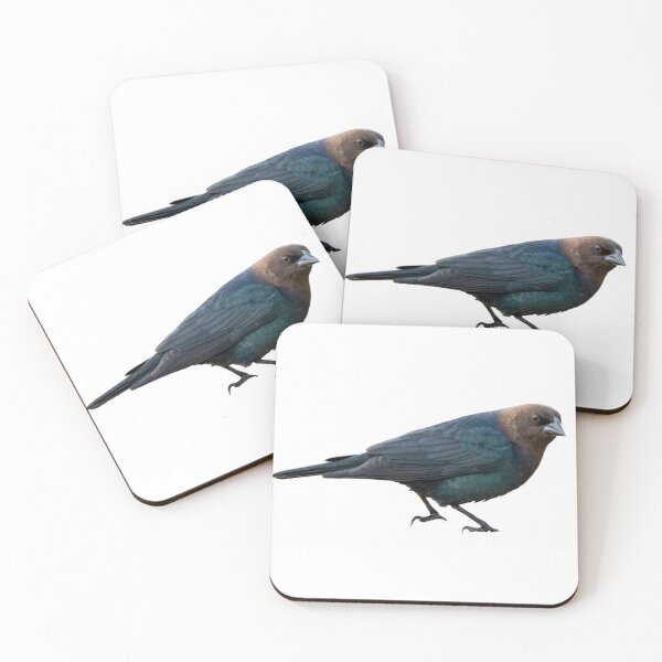 Item preview, Brown-Headed Cowbird designed and sold by kyra0nicole.