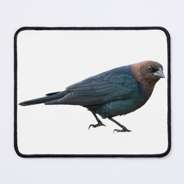 Item preview, Brown-Headed Cowbird designed and sold by kyra0nicole.