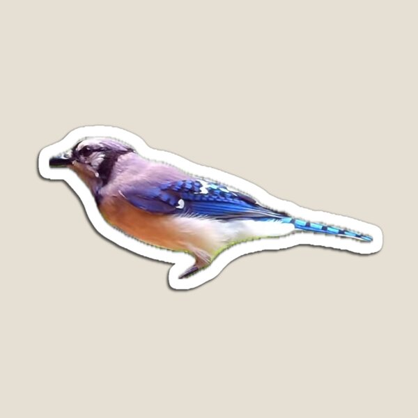 Item preview, Bluejay designed and sold by Punkinchunk.