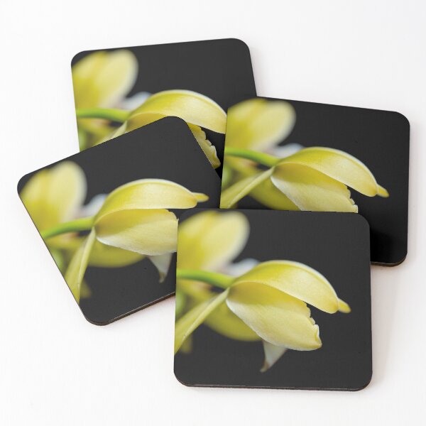 Item preview, Yellow cymbidium orchid on black background macro designed and sold by TanalyFlowers.