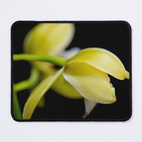 Item preview, Yellow cymbidium orchid on black background macro designed and sold by TanalyFlowers.