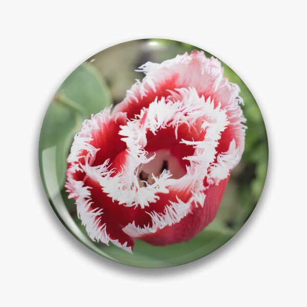 Item preview, Carmine Red Tulip with Unusual Fringed Petals designed and sold by Georgia Mizuleva.