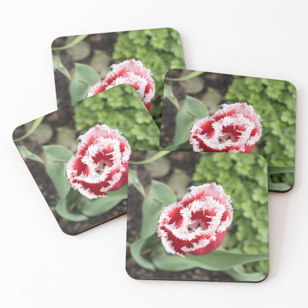 Item preview, Carmine Red Tulip with Unusual Fringed Petals designed and sold by Georgia Mizuleva.