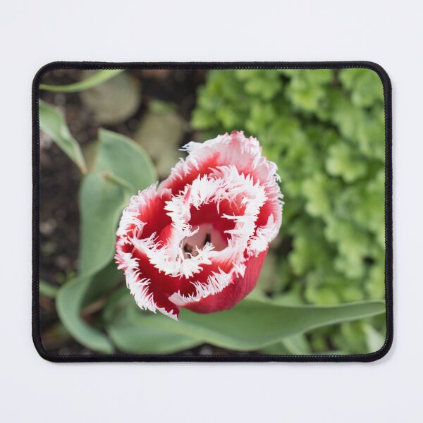 Item preview, Carmine Red Tulip with Unusual Fringed Petals designed and sold by Georgia Mizuleva.