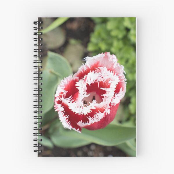 Item preview, Carmine Red Tulip with Unusual Fringed Petals designed and sold by Georgia Mizuleva.