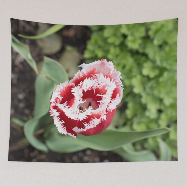 Item preview, Carmine Red Tulip with Unusual Fringed Petals designed and sold by Georgia Mizuleva.