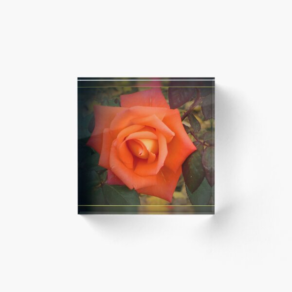 Item preview, Red-orange  Cardinal rose designed and sold by Alexey Dubrovin.