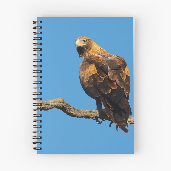 Item preview, Wedge Tailed eagle designed and sold by scar.