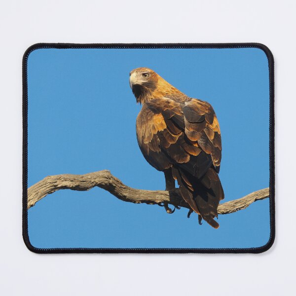 Item preview, Wedge Tailed eagle designed and sold by scar.