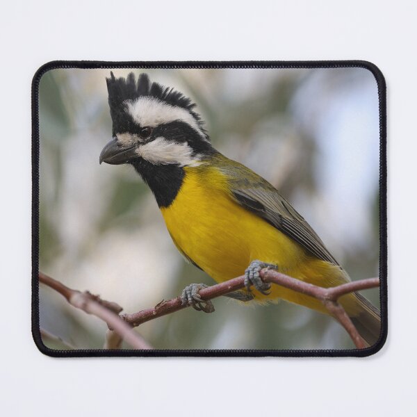 Item preview, Eastern shrike tit designed and sold by scar.