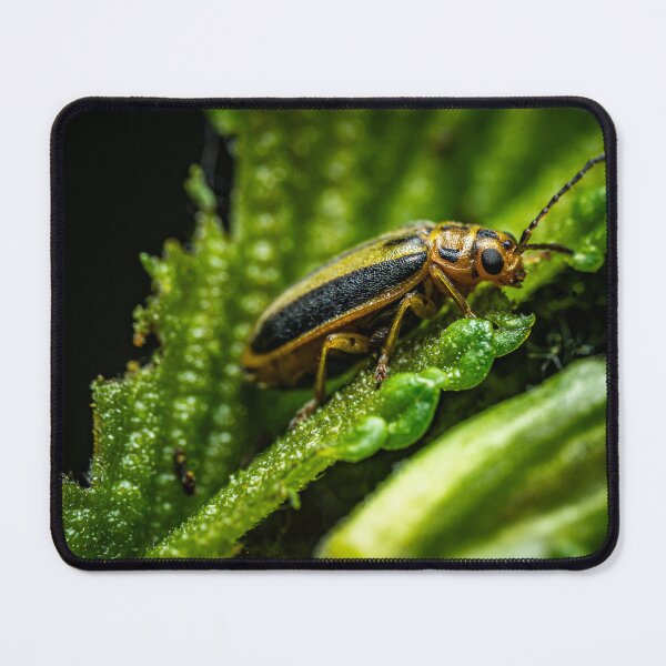 Item preview, Gold and Shadow — Beetle Macro on Green and Black designed and sold by Rabee Khalil Photography.