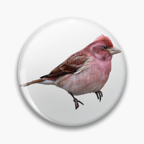 Item preview, Purple Finch designed and sold by kyra0nicole.
