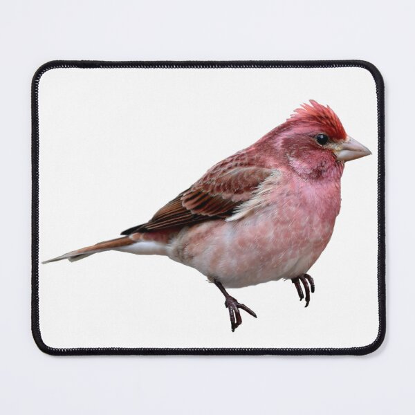 Item preview, Purple Finch designed and sold by kyra0nicole.