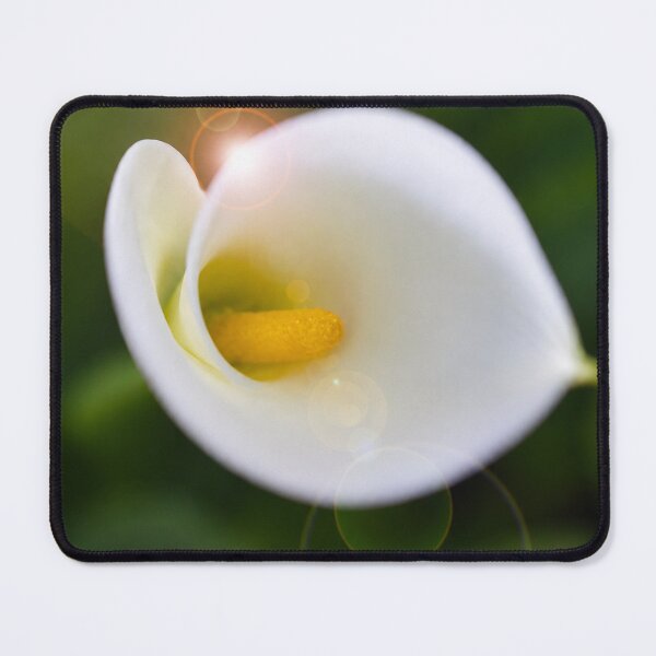 Item preview, Ivory Glow Calla Lily designed and sold by Kimberly Palmer.