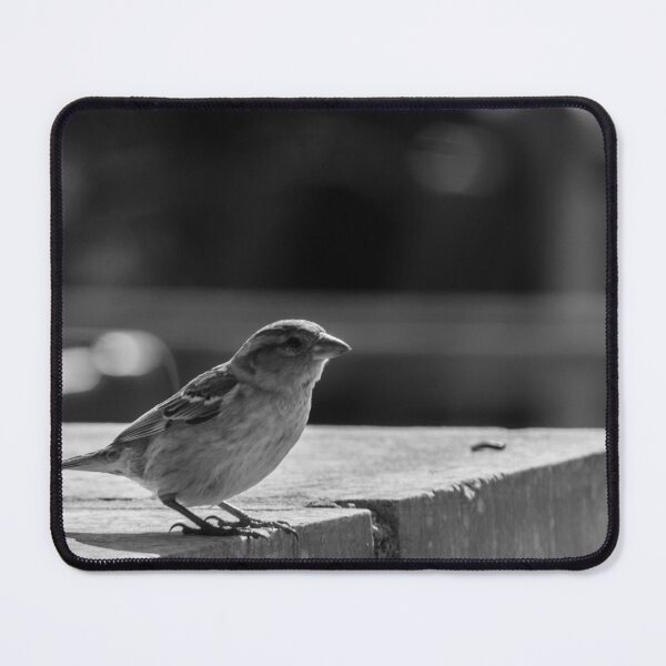 Item preview, Sparrow Perched on Concrete Ledge in Black and White Urban Photograph Capturing Quiet Moment designed and sold by Nmallia.