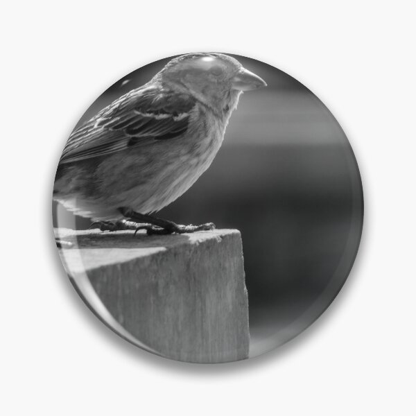 Item preview, Sparrow Perched on Concrete Ledge in Black and White Urban Photograph Capturing Quiet Moment designed and sold by Nmallia.
