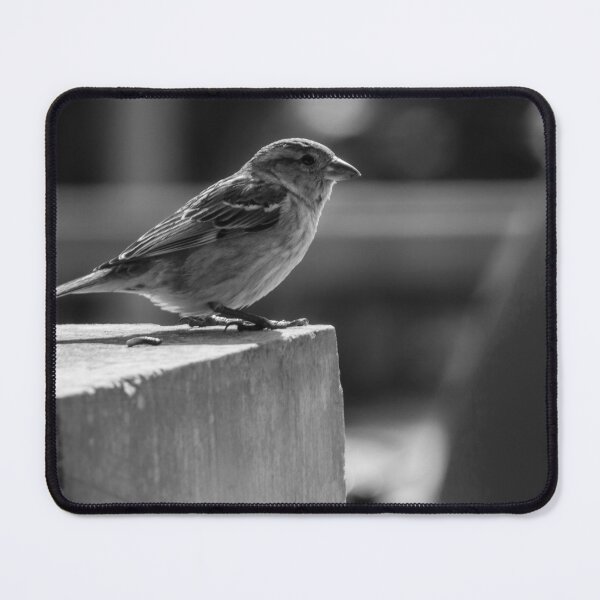 Item preview, Sparrow Perched on Concrete Ledge in Black and White Urban Photograph Capturing Quiet Moment designed and sold by Nmallia.