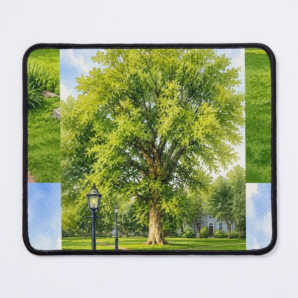 Item preview, Edgartown Elm Daydream - American Elm in Edgartown Martha's Vineyard Park designed and sold by Loveisthebtwd.