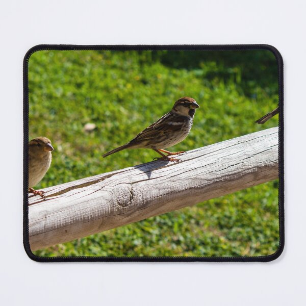 Item preview, Three Sparrows Perched on Wooden Railing Over Green Lawn in Sunny Garden designed and sold by Nmallia.