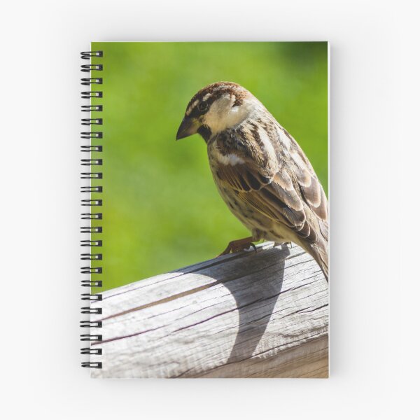 Item preview, House Sparrow Perched on Wooden Rail Overlooking Green Backyard Lawn — Closeup Bird Portrait designed and sold by Nmallia.