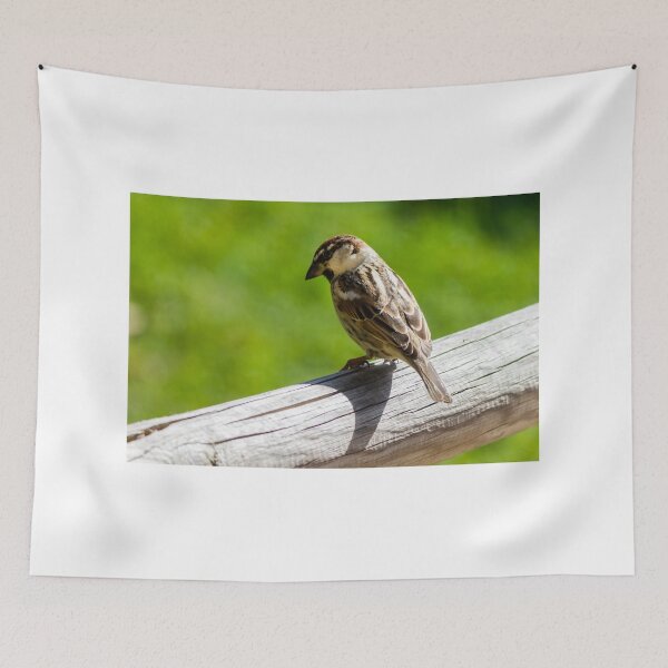Item preview, House Sparrow Perched on Wooden Rail Overlooking Green Backyard Lawn — Closeup Bird Portrait designed and sold by Nmallia.