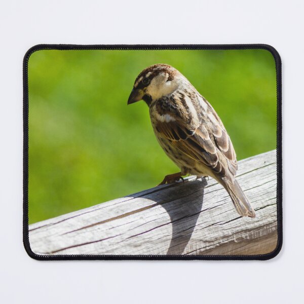 Item preview, House Sparrow Perched on Wooden Rail Overlooking Green Backyard Lawn — Closeup Bird Portrait designed and sold by Nmallia.