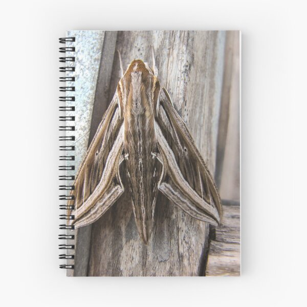 Item preview, Macro Close-Up of a Brown Moth Resting on Weathered Wood Showing Wing Pattern and Texture designed and sold by Nmallia.