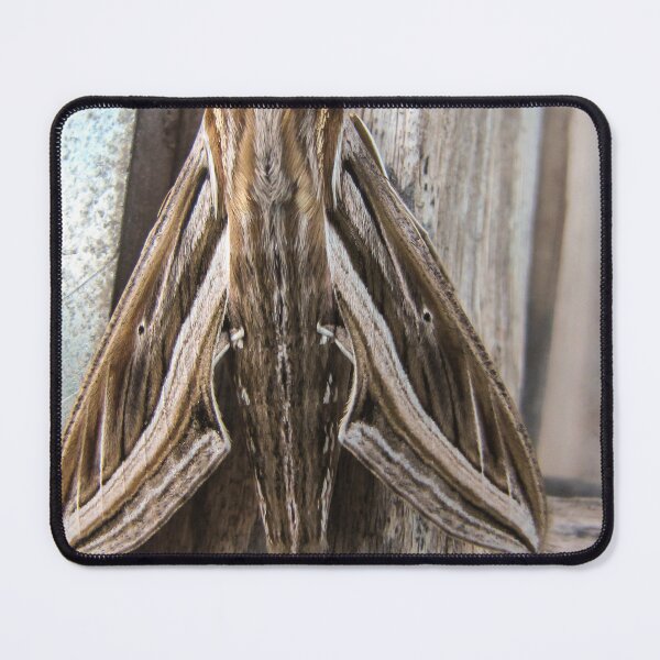 Item preview, Macro Close-Up of a Brown Moth Resting on Weathered Wood Showing Wing Pattern and Texture designed and sold by Nmallia.