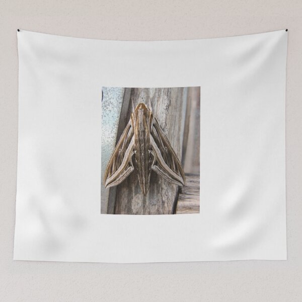 Item preview, Macro Close-Up of a Brown Moth Resting on Weathered Wood Showing Wing Pattern and Texture designed and sold by Nmallia.