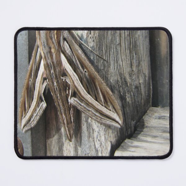 Item preview, Macro Close-Up of a Brown Moth Resting on Weathered Wood Showing Wing Pattern and Texture designed and sold by Nmallia.