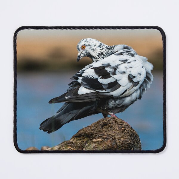 Item preview, Black and White Pigeon Striking a Pose on a Tree Root designed and sold by JohnO2019.