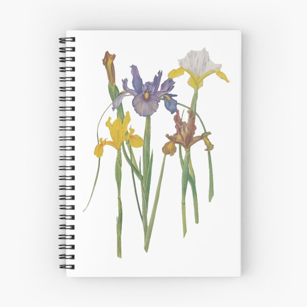 Aperçu de l'œuvre iris créée et vendue par colorgallery11.
