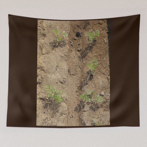 Item preview, Sunlit Carrot Seedlings in Soil designed and sold by diabphotography.