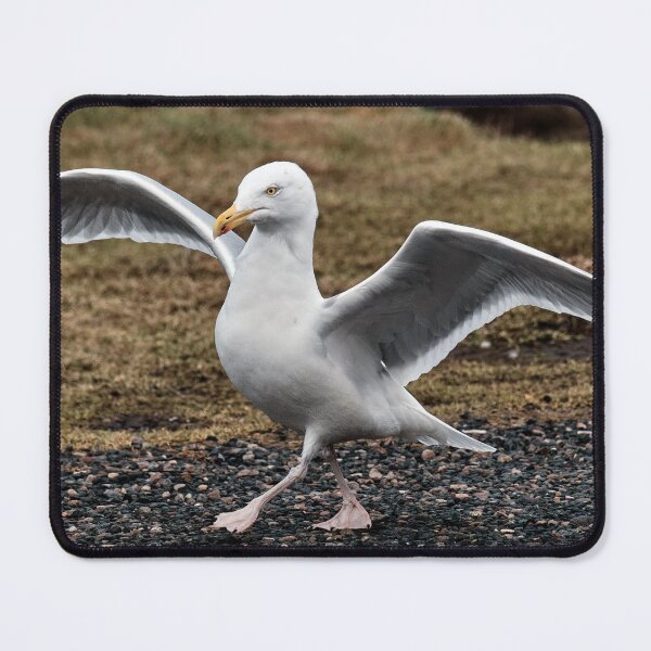 Item preview, Dance of Herring Gull designed and sold by Tom McPherson Photography.