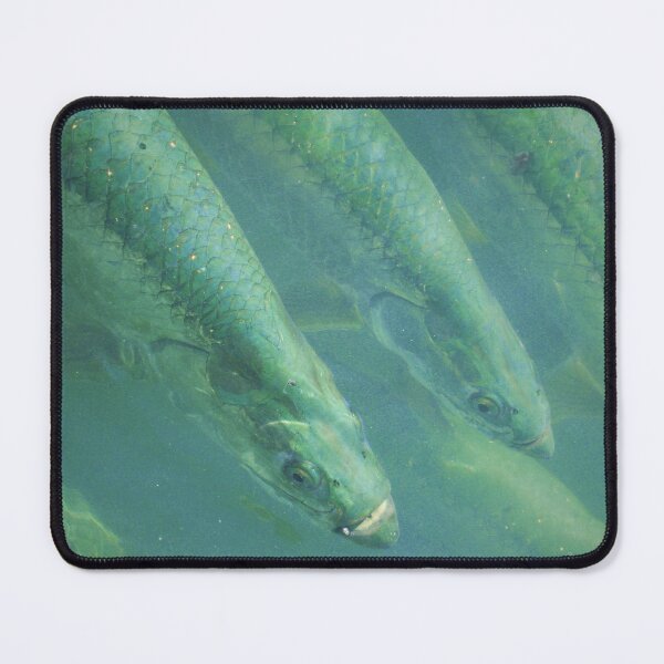 Item preview, Tarpon at Robbie's Marina in Islamorada designed and sold by hec60504.