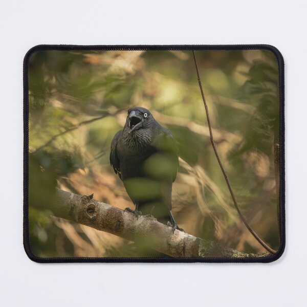 Item preview, Torresian Crow designed and sold by robdwildlife.