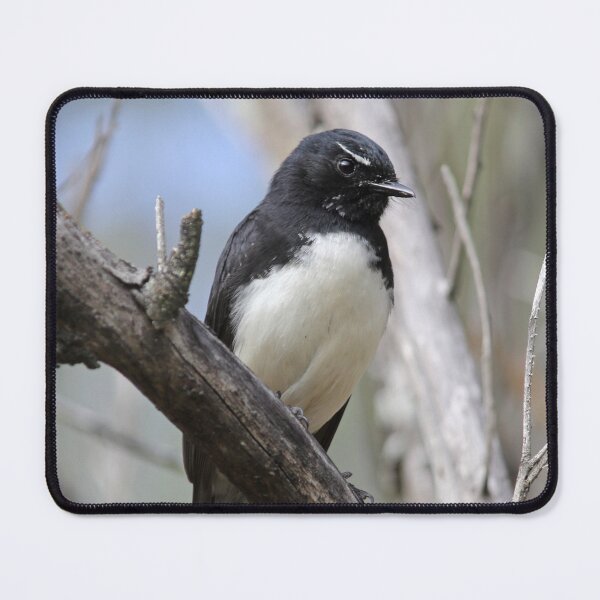 Item preview, Willie Wagtail Perched on a Bush Branch designed and sold by 27Tammy27.