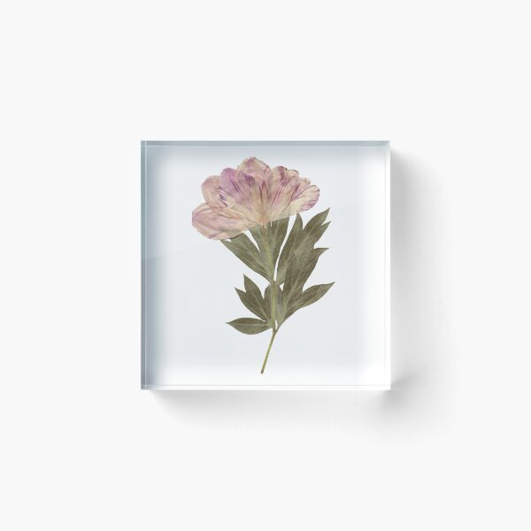 Item preview, dried flower designed and sold by sukilin.