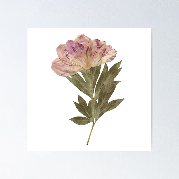 Item preview, dried flower designed and sold by sukilin.