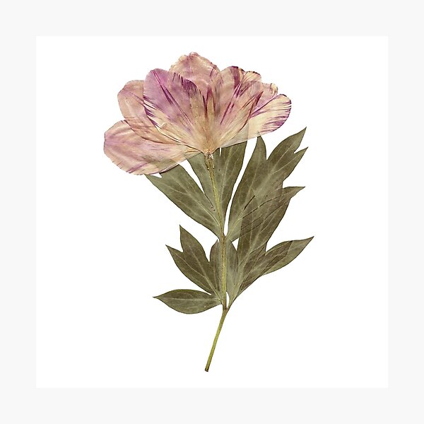 Item preview, dried flower designed and sold by sukilin.