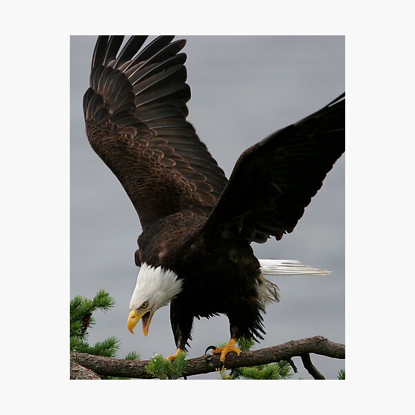 Sudden Impact Photographic Print