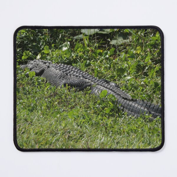 Artikelvorschau, Alligatorpose entworfen und verkauft von MatthewThomasDaniels.