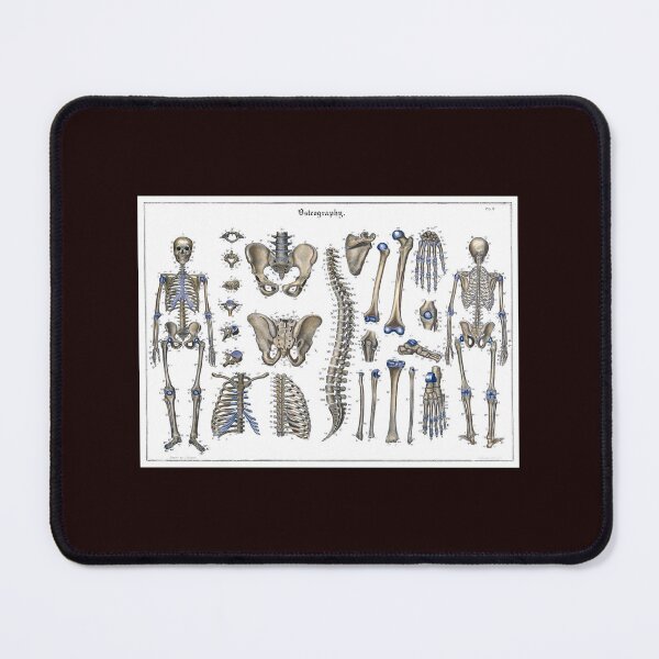 Item preview, Bones - Skeleton and Osteography designed and sold by hec60504.
