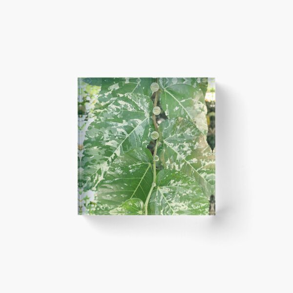 Item preview, Nature's Rhythm: Variegated Leaves and Tiny Fruits designed and sold by sky earth human.