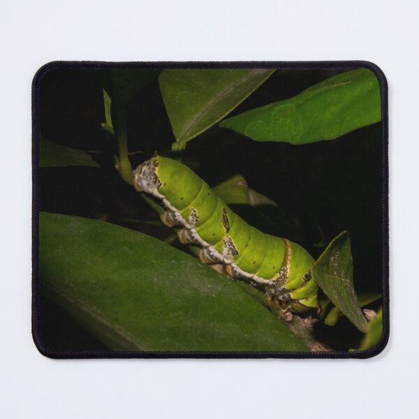 Item preview, Lime Swallowtail Caterpillar designed and sold by ROSE ANN BANILAR.